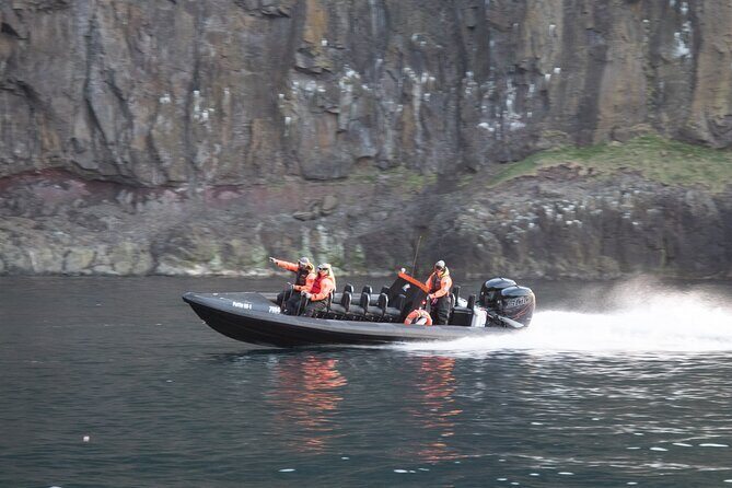 1 Hour Iceland Nature and Wildlife RIB Small Group Guided Safari - Whale chances: what you should hope for, and how to think about it