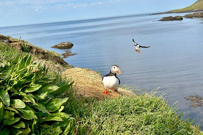 1 Hour Iceland Nature and Wildlife RIB Small Group Guided Safari - Guides, comedy style, and the gear that matters at sea