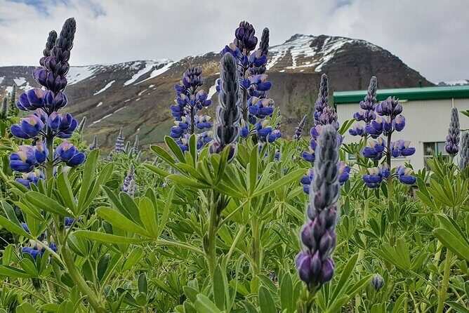 1-Hour Siglufjörður Stroll - Price and Value: Is $39.91 Worth It?