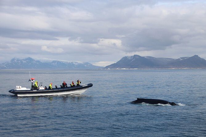 2-Hour RIB Boat Whale Watching Tour from Reykjavik - RIB Boat Basics: Why This Format Works in Iceland