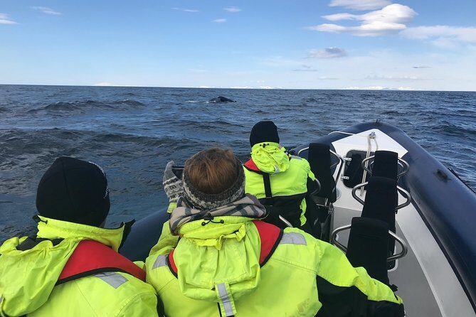 2-Hour RIB Boat Whale Watching Tour from Reykjavik - Summer Bonus: Akurey Puffin Island Stop