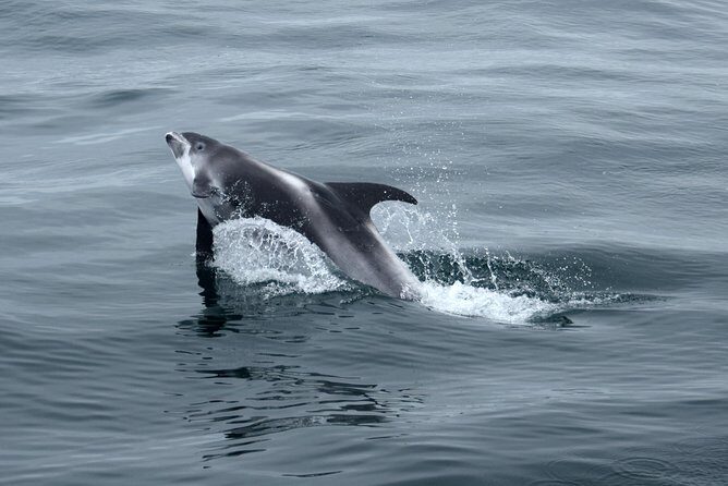 2-Hour RIB Boat Whale Watching Tour from Reykjavik - Comfort and Safety: The Good, the Bumpy, and Who Should Think Twice