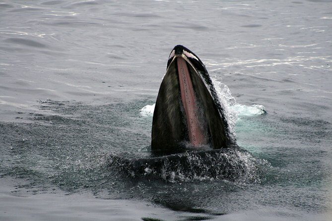 2-Hour RIB Boat Whale Watching Tour from Reykjavik - How Much It Costs, and What You Get for It