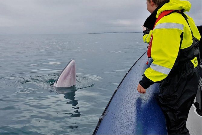 2-Hour RIB Boat Whale Watching Tour from Reykjavik - The Boat Ride Out: Esja Views on the Way to Whale Grounds