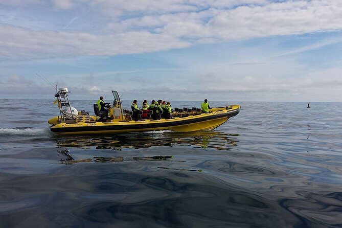 2 hour Round Trip in Vestmannaeyjar on a RIB Boat - Stop 2: caves, elephant rock, and bird time around Vestmannaeyjar