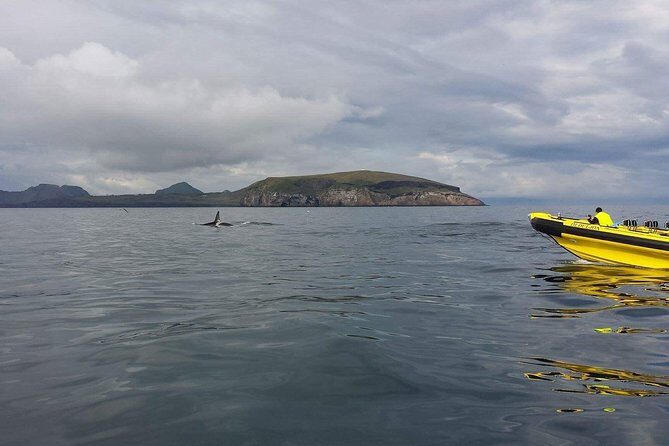 2 hour Round Trip in Vestmannaeyjar on a RIB Boat - Practical tips so you feel comfortable from Tangagata to Súlnasker