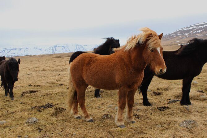 8 Day Winter Circle Tour, Ring Route of Iceland with Snæfellsnes Peninsula - Price and value: where the $679 really goes in winter