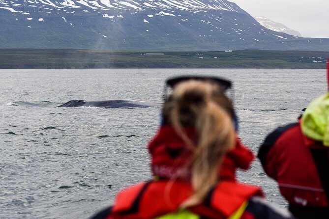 Akureyri Express Whale Watching by RIB boat - Key things to know before you book