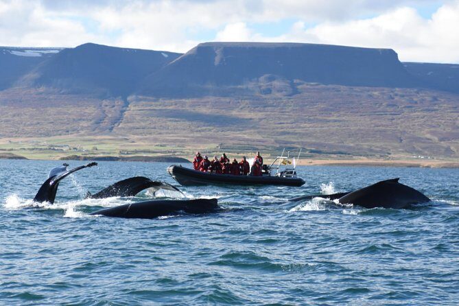 Akureyri Express Whale Watching by RIB boat - Finding Elding and Getting Suited Up for the Ride