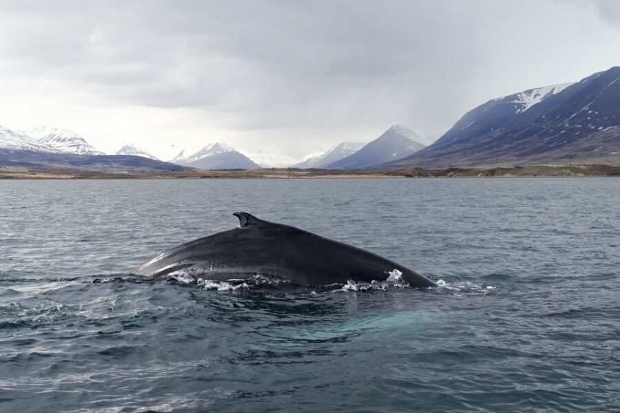 Akureyri: Whale Watching in the Midnight Sun - Value and price: is about $101 per person fair?