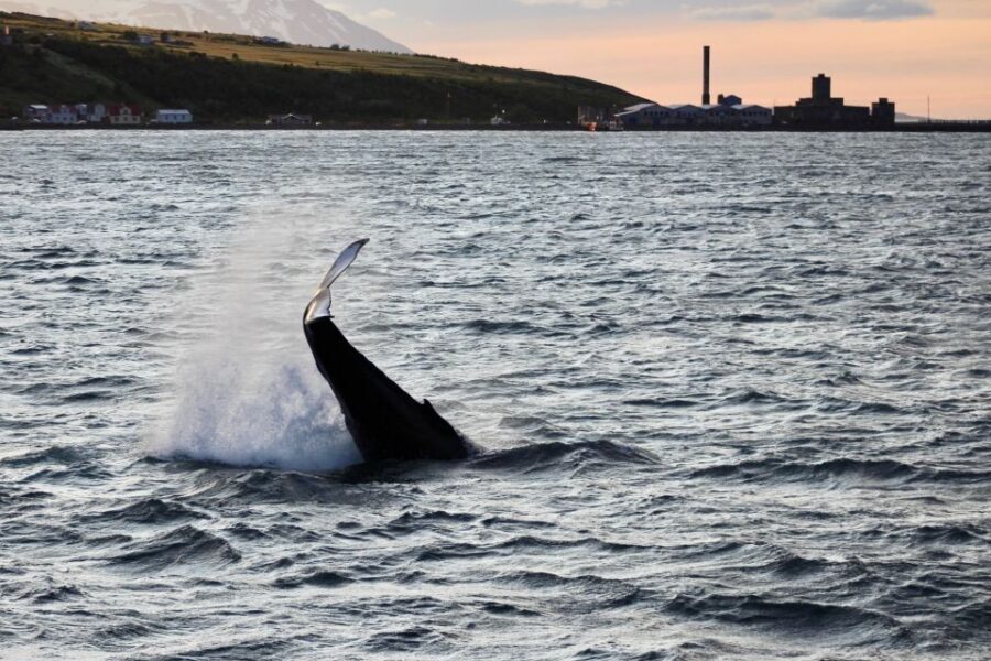 Akureyri: Whale Watching in the Midnight Sun - Akureyri at midnight sun: why timing matters for humpbacks