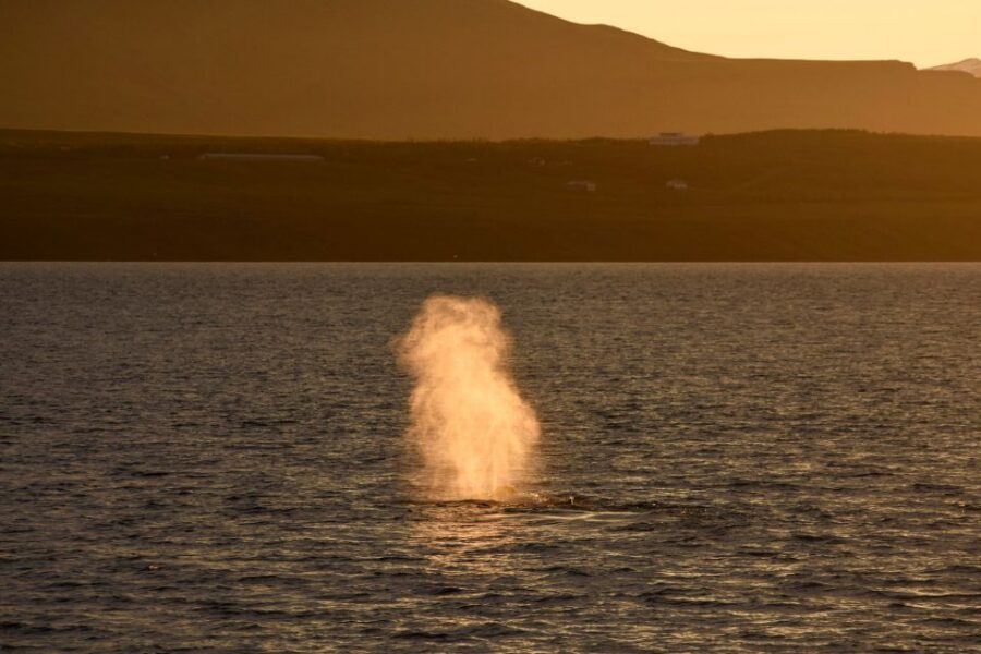 Akureyri: Whale Watching in the Midnight Sun - On Eyjafjörður fjord: what humpbacks look like from a whale-watch boat