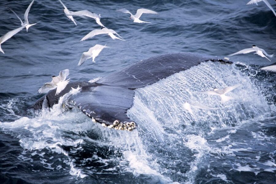 Akureyri: Whale Watching in the Midnight Sun - Timing and the real math of a 3-hour cruise
