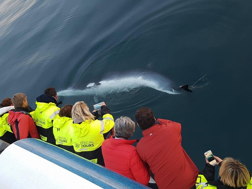 Akureyri: Whale Watching Tour & Forest Lagoon Entrance - Key highlights worth planning around