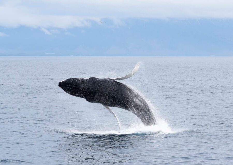 Akureyri: Whale Watching Tour & Forest Lagoon Entrance - Eyjafjörður sightings: what to watch for and how to avoid missing the moment
