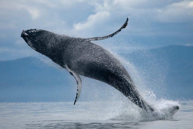 ATV & Whale Watching Full day adventure in Reykjavik - The 4x4 Thrill at Ulfarsfell: The Ride and the View Worth Waiting For