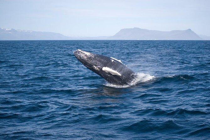 ATV & Whale Watching Full day adventure in Reykjavik - Reykjavik Harbor Stop: Where Lunch Time Makes the Whole Day Better