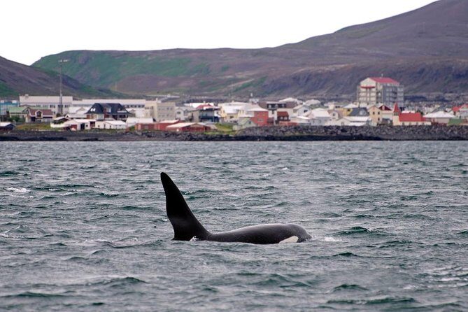 ATV & Whale Watching Full day adventure in Reykjavik - The Extras That Make It Feel Like More Than Two Activities