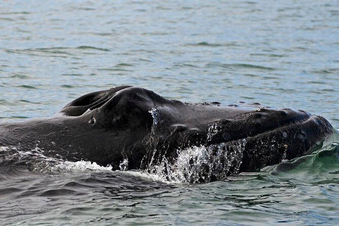 ATV & Whale Watching Full day adventure in Reykjavik - Price, Timing, and Value: Is $299 Worth It?