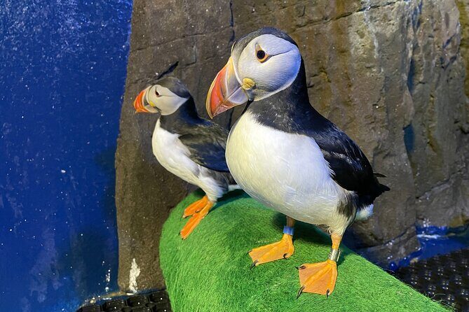 Beluga and Puffin Sanctuary Visitor Centre with Aquarium - SEA LIFE Trust Beluga Whale Sanctuary in Vik: What You’re Really Signing Up For