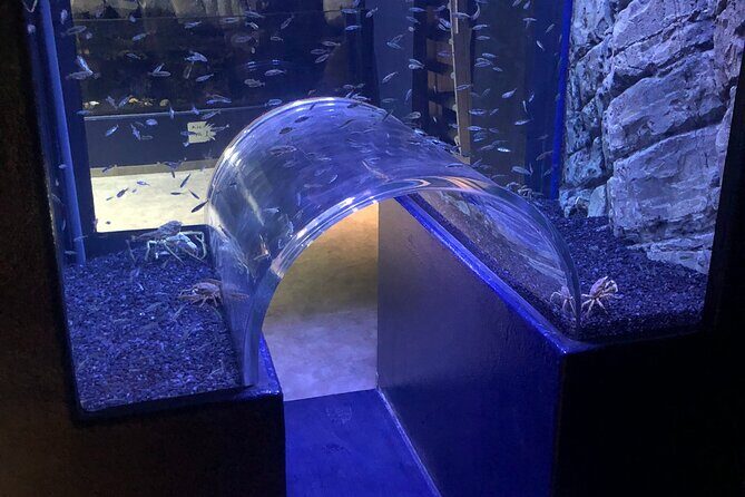 Beluga and Puffin Sanctuary Visitor Centre with Aquarium - Beluga Viewing: Up Close, With a Real Seasonal Story