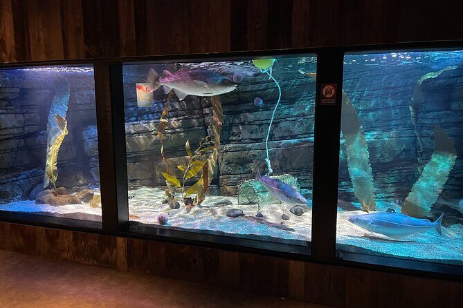 Beluga and Puffin Sanctuary Visitor Centre with Aquarium - Who This Is For (and Who Might Find It Too Short)