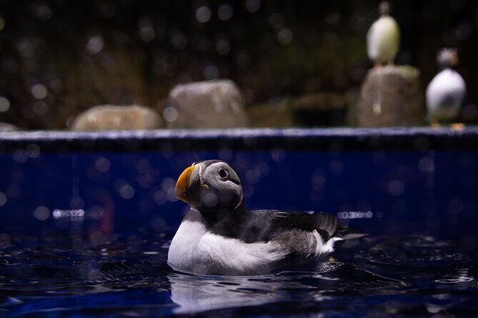 Beluga and Puffin Sanctuary Visitor Centre with Aquarium - How the Visitor Centre Puts Belugas and Puffins Into Context