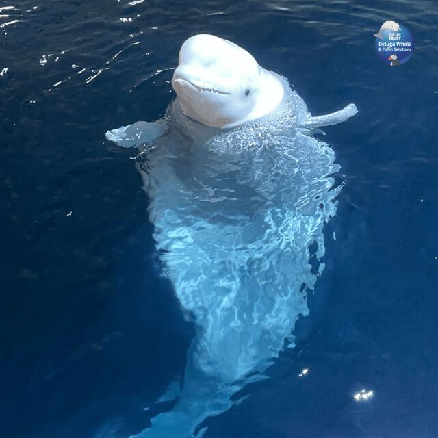 Beluga Whale Sanctuary - Admissions - What the Schedule and Tour at 2 PM Means for Your Day