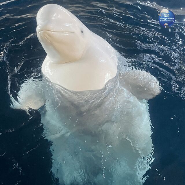 Beluga Whale Sanctuary - Admissions - Crowd Reality: Small Viewing Areas Need a Plan