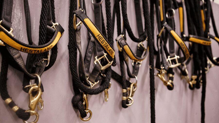 Borgarnes: Horseback Riding Tour with Prep Lesson - Hestaland Stables Near Borgarnes: Setting Off Into West Iceland