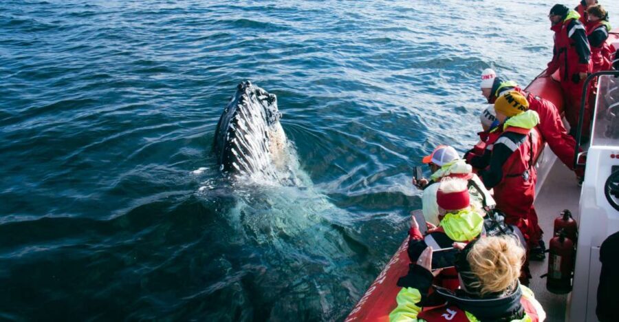 Dalvík: Whale Watching Speedboat Tour - Key things I’d circle before you go