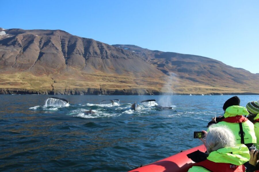 Dalvík: Whale Watching Speedboat Tour - Dalvík and Eyjafjörður: why this stretch of North Iceland has whale odds