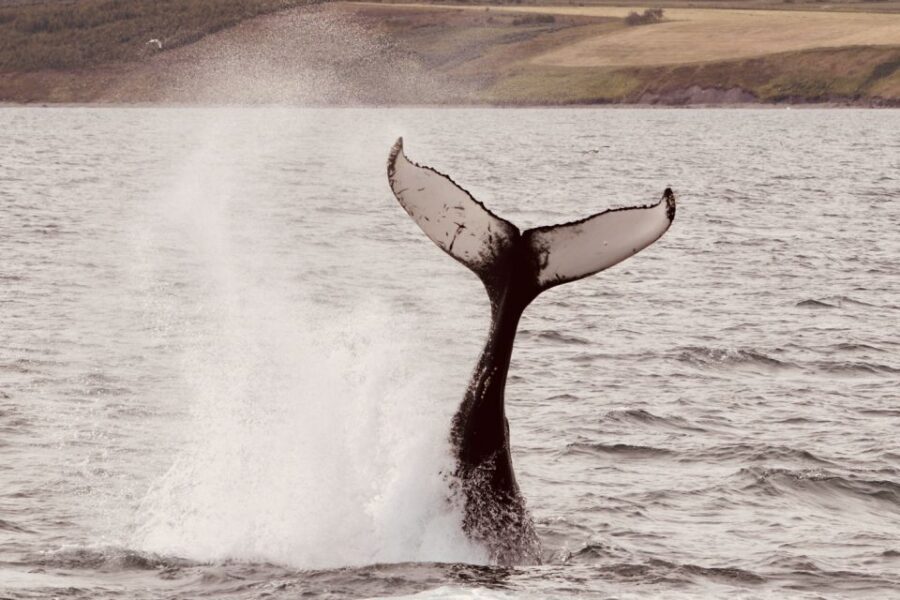 Dalvík: Whale Watching Speedboat Tour - The 45-minute whale-and-dolphin push you actually came for