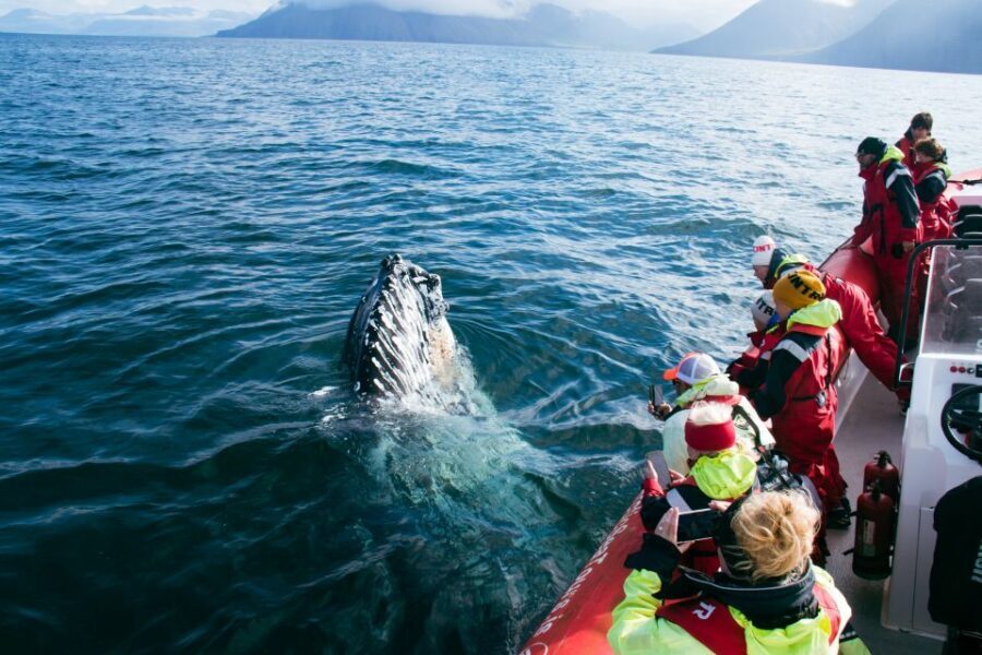 Dalvík: Whale Watching Speedboat Tour - The return cruise: one more sweep of seals and summer birds