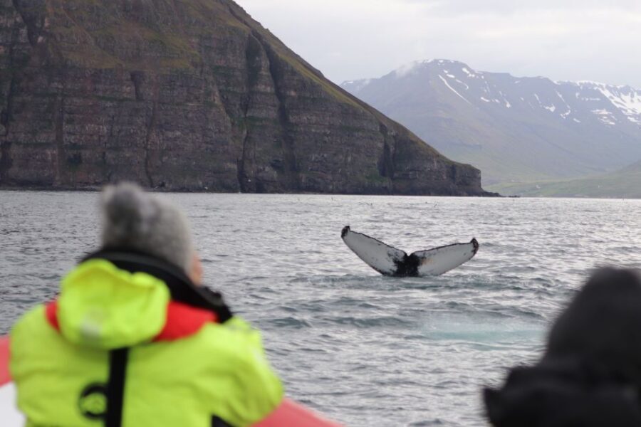 Dalvík: Whale Watching Speedboat Tour - Comfort on a fast boat: suspension seats, coveralls, and goggles