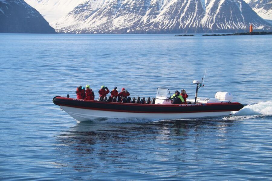 Dalvík: Whale Watching Speedboat Tour - Species chances: what you can hope to see and what to ask your guide