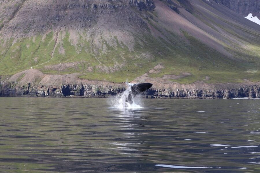 Dalvík: Whale Watching Speedboat Tour - Price and value: is $165 per person fair for 2 hours?