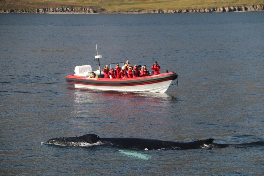 Dalvík: Whale Watching Speedboat Tour - Meeting at Hafnarbraut 22 and getting ready in five minutes