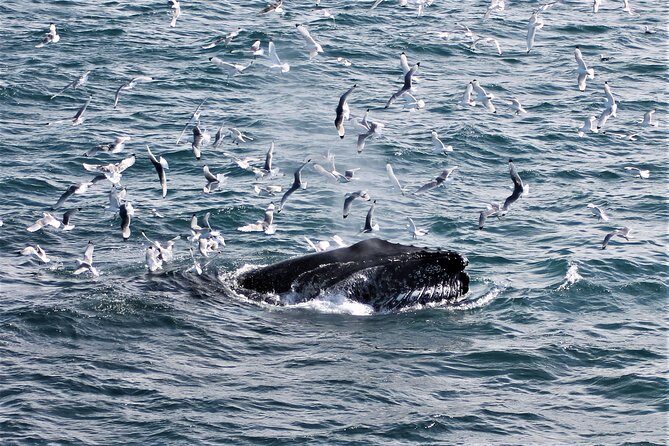 Deluxe Whale Watching and Whales of Iceland Exhibition Combo from Reykjavik - Comfort and Warmth: Why This Tour Takes the Chills Seriously