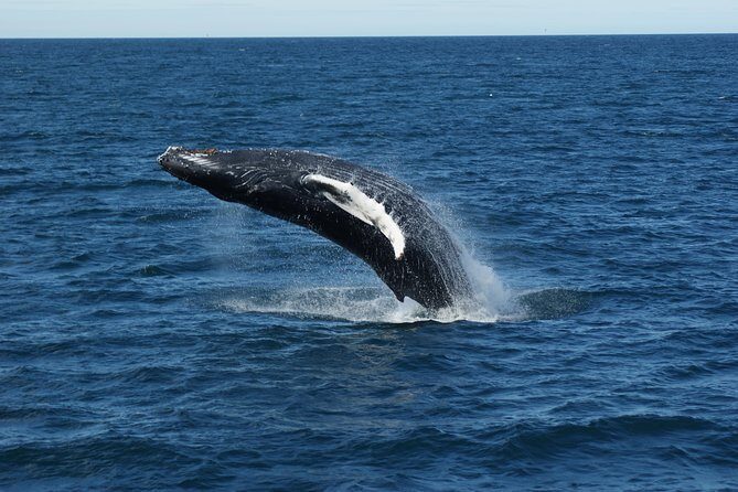 Deluxe Whale Watching and Whales of Iceland Exhibition Combo from Reykjavik - Quick Booking Advice: How to Make This Day Go Smoothly