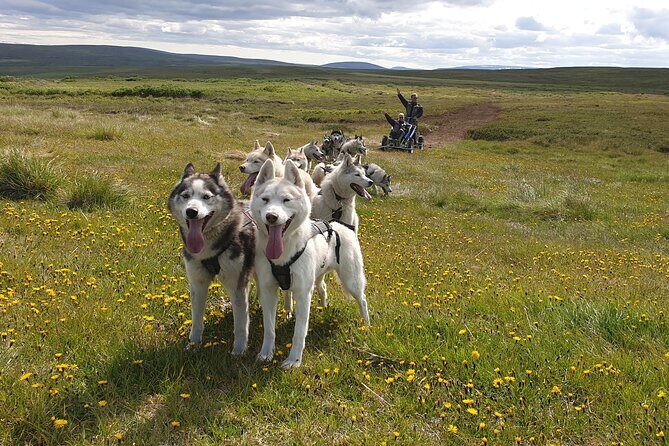 Dog Sledding and Mushing Experience by Siberian Husky in Iceland - Key Highlights You Can Count On