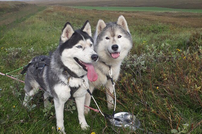 Dog Sledding and Mushing Experience by Siberian Husky in Iceland - Dog Cart Versus Classic Sledding Near Mývatn