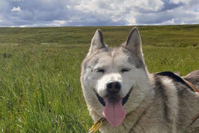 Dog Sledding and Mushing Experience by Siberian Husky in Iceland - The Before-Ride Setup: What to Expect With a Small Group