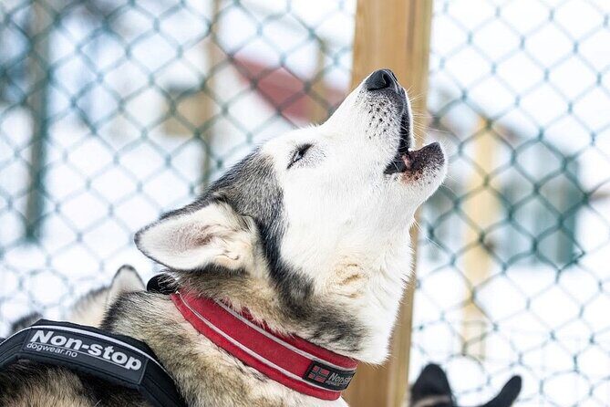Dog Sledding Tour near Akureyri - Key Highlights You’ll Notice Fast