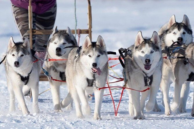 Dog Sledding Tour near Akureyri - The 20 Minutes Before You Ride: Meet the Team, Learn the Flow