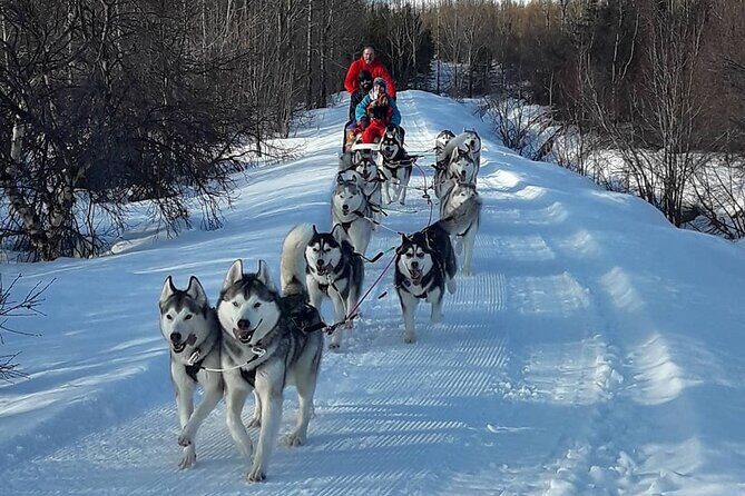 Dog Sledding Tour near Akureyri - Cuddling Time and the Hot Drink: Where the Tour Becomes Memorable