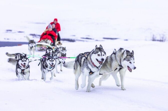 Dog Sledding Tour near Akureyri - Price and Value: Is $468.09 Worth It?
