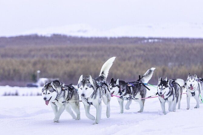 Dog Sledding Tour near Akureyri - Small Group, Pickup Timing, and Weather Reality