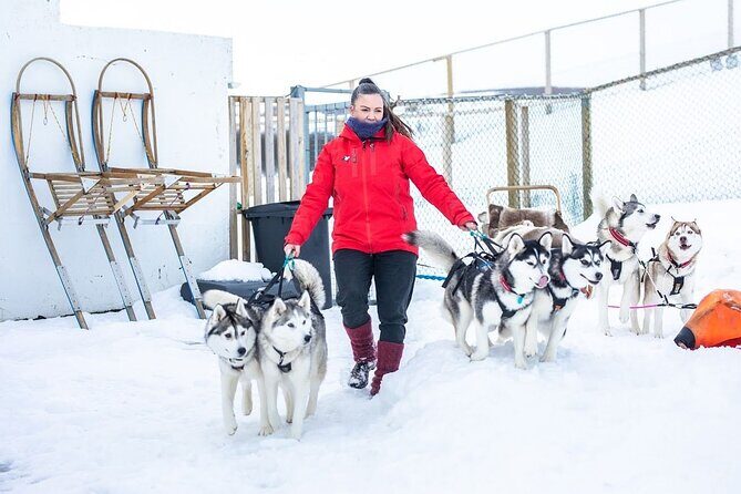 Dog Sledding Tour near Akureyri - Meeting Point at Glæsibær 3 and Pickup: Less Waiting, More Time with Dogs