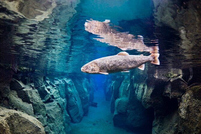 Double Snorkeling Adventure near Húsavík in North Iceland - Weather and visibility: what can change your day